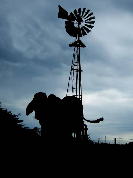 istock silhouette of a camel next to a windmill on a cloudy day 1492803758