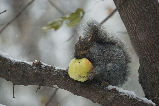 A closeup shot of a fluffy squirrel with an apple on a branch under snowfall