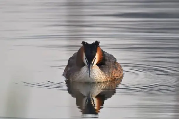 A duck with a black head and orange head sits in the water.