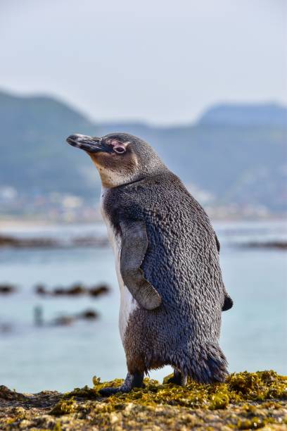Image of a single Jackass Penguin going out to sea on Boulders Beach which is a sheltered beach made up of inlets between Granite boulders, from which the name originated. It is located in the Cape Peninsula, near Simons Town towards Cape Point, near Cape Town in the Western Cape province of South Africa. It is also commonly known as Boulders Bay. It is a popular tourist stop because of the colony of African Penguins which settled there in 1982. They are an endangered species. Boulders Beach forms part of the Table Mountain National Park. Photo shot in the afternoon sunlight; Vertical format.  Copy Space.