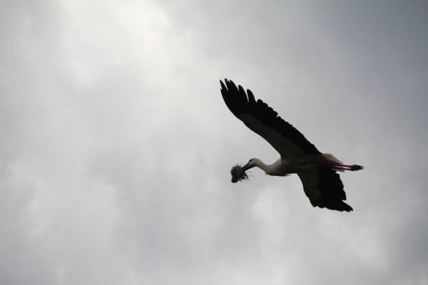 istock White stork flying against a cloudy sky with a large beak 1492805099