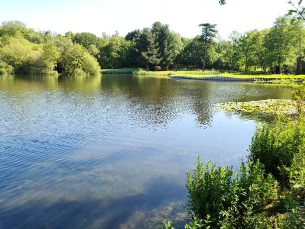 istock Tranquil, serene pond surrounded by lush greenery and tall trees, set in a wooded area 1492805154