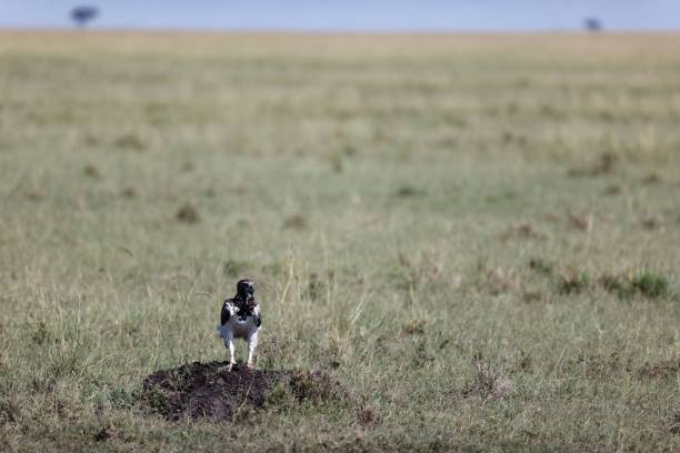 istock Martial eagle (Polemaetus bellicosus) perched on the ground in Masai Mara National Reserve, Kenya 1492805434