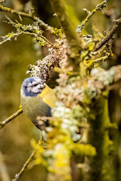 istock Closeup of a great tit perched on a mossy tree branch 1492805550