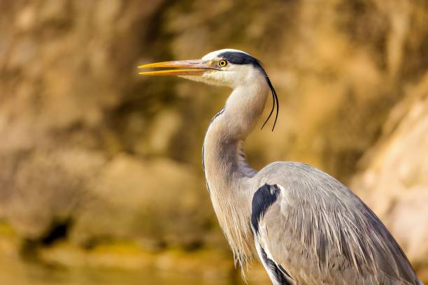 istock Grey heron perched atop the rocky shoreline. 1492805602