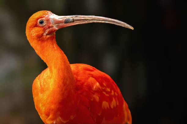 istock Close-up of red ibis with a long beak 1492805698