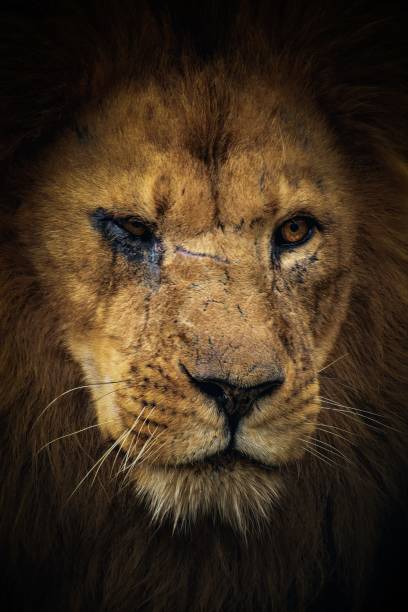 istock Lion face with a large black damaged eye 1492805715