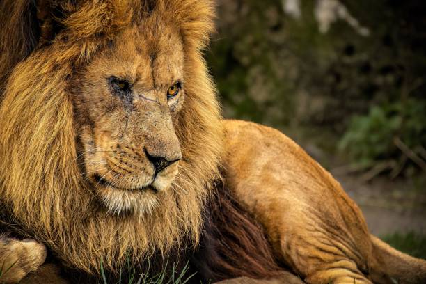 istock Lion lounging on a lush green grassy field 1492805718