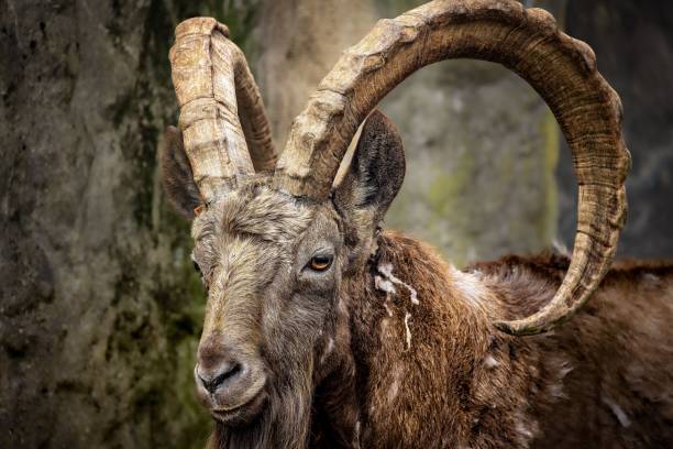 A Siberian ibex curved horns standing on a rocky terrain