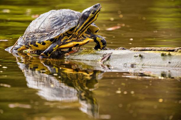 istock Closeup of a turtle perched on a floating log in a lake 1492805731