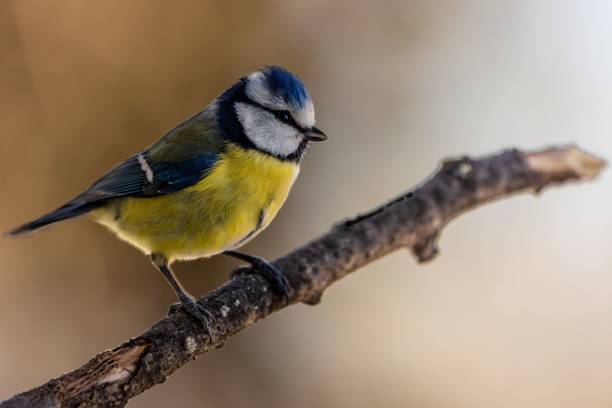istock Closeup of a great tit perched on a tree branch 1492805734