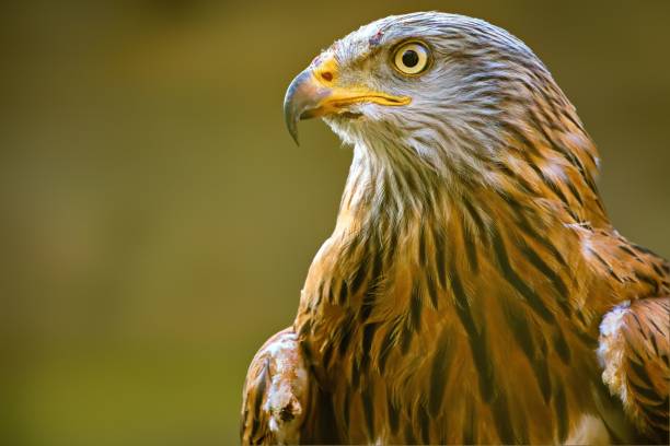 istock Closeup of Kite with yellow eyes 1492805754
