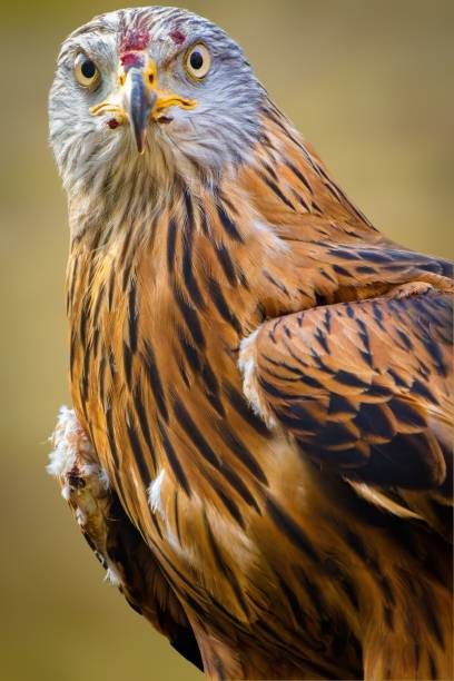 istock Vertical closeup of a hawk perched on a blurry background 1492805825