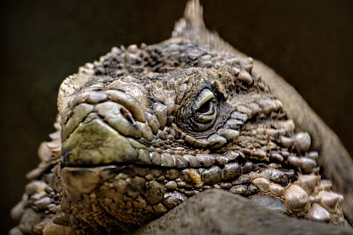 A closeup of iguana looking directly at the camera against a dark background