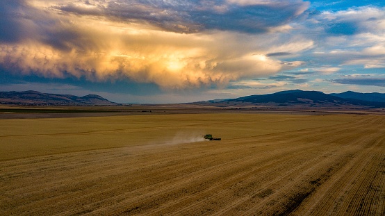 An agricultural tractor in a golden field in the countryside of Montana during the Harvest Season