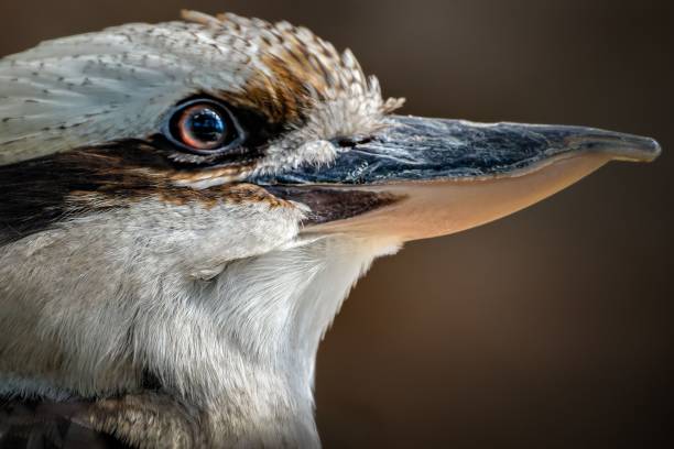 istock Kookaburra with long beak looking away 1492805913
