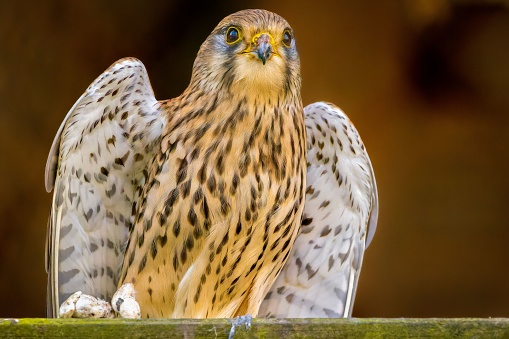 An adult common kestrel stands on a log, with its head held high and its eyes looking off into the distance