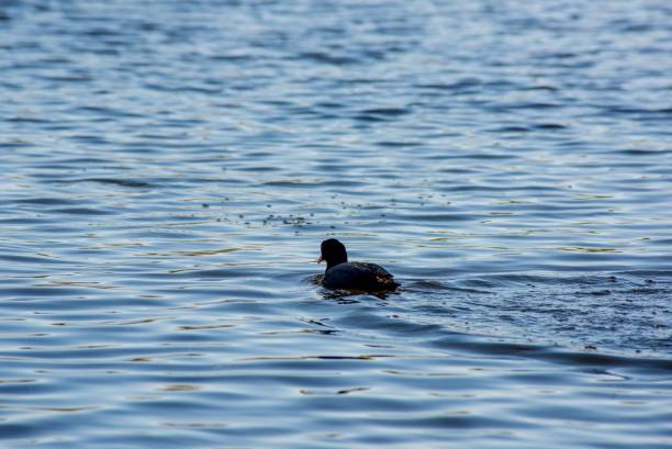 istock Coot swimming in the lake 1492806073