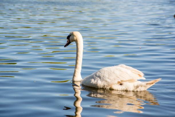 istock Graceful white swan swimming in the lake 1492806082
