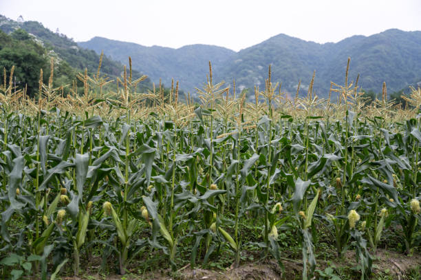 Fruit sweet corn fields in organic farms