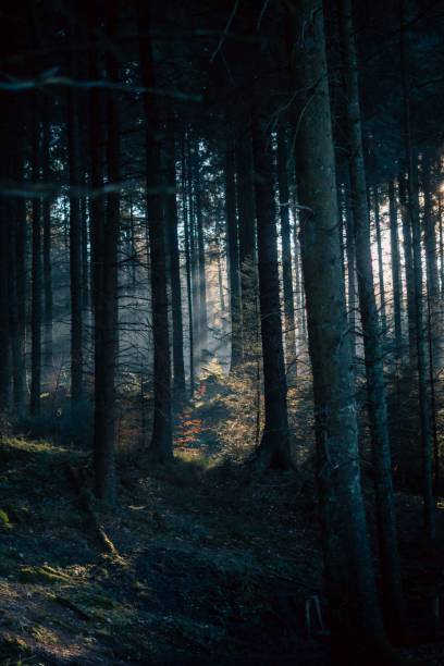istock Dark forest with dense vegetation, dimly lit by sunlight. 1492806324