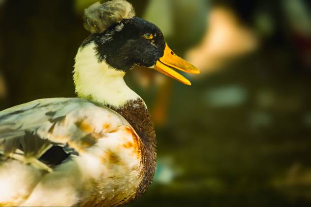istock Closeup of a crested duck in a field with a blurry background 1492806676