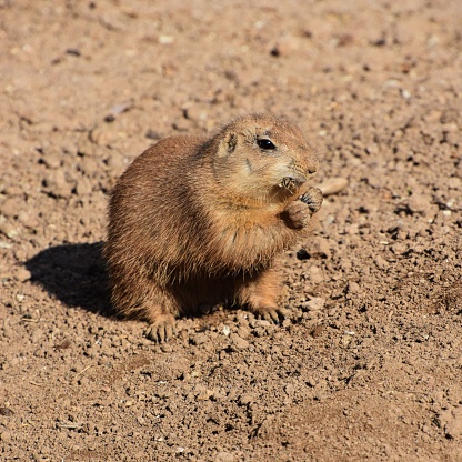 A small brown rodent in the dirt, savoring a meal in its mouth