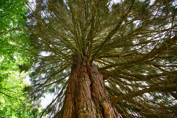 a tall tree that is standing in the woods, reaching up
