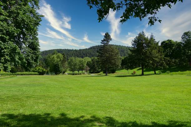 istock golf green and trees on grassy area with grass and trees in foreground 1492806968