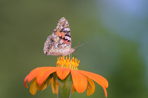 Fritillary butterfly on an orange Cosmos flower in a meadow. Out of focus flowers in the background. Very shallow depth of field. Good copy space. 