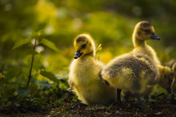 istock Closeup of ducklings perched in a field with a blurry background 1492807192