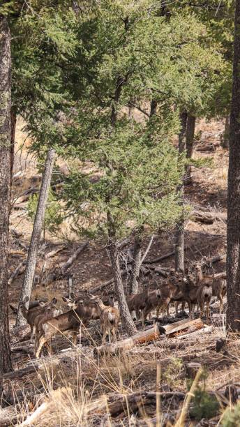 istock Vertical image of a herd of deer in a tranquil forest setting 1492807225