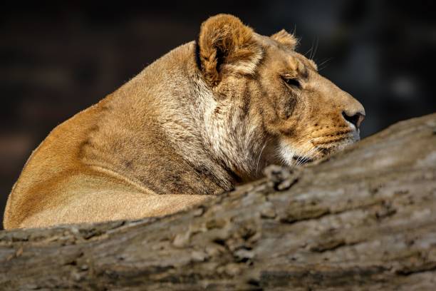 istock Majestic lion is resting in a peaceful setting on a tree trunk 1492807569