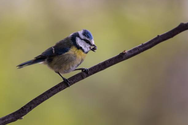 istock Small Hybrid Tit perched on a thin branch in a natural outdoor setting 1492807676