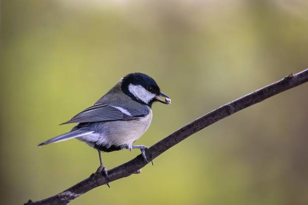 istock Small Hybrid Tit perched on a thin branch in a natural outdoor setting 1492807708