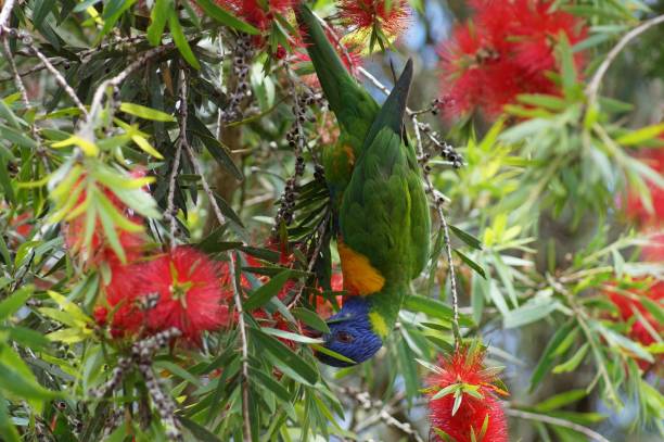 istock Loriini parrot is perched atop a vibrant red flowering tree 1492807832