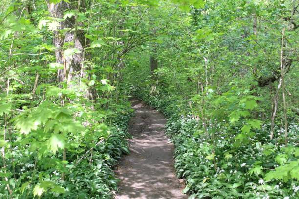 istock Idyllic path meanders through a vibrant forest, surrounded by wildflowers, trees, and shrubbery 1492807977