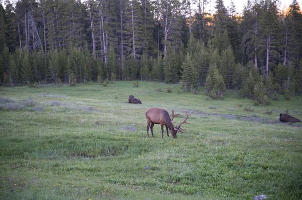 istock Majestic elk grazing in an expansive meadow landscape 1492808024