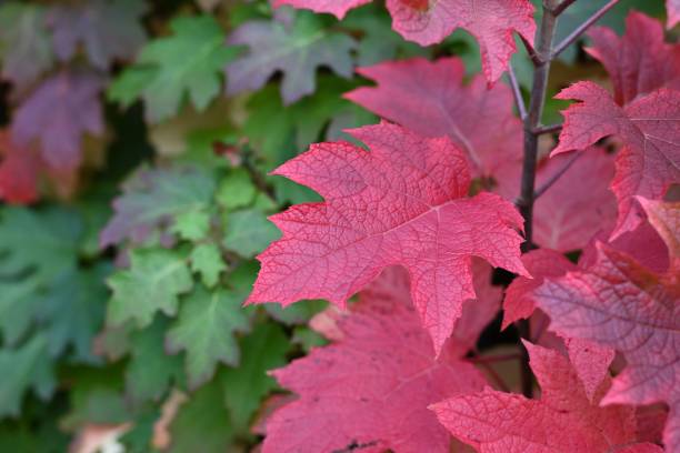 istock Closeup shot of a tree branch with bright red leaves 1492808037
