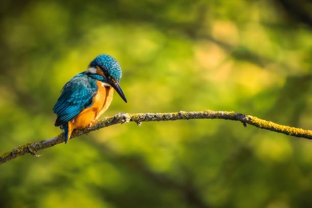 istock Selective focus shot of a common kingfisher bird perched on a tree branch 1492808151