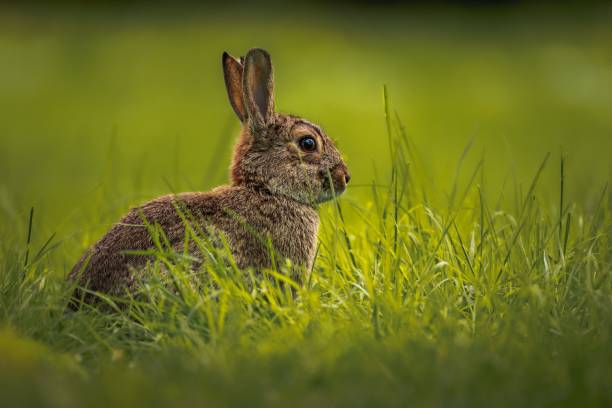 istock Rabbit sitting among lush green grass in a scenic outdoor setting 1492808209