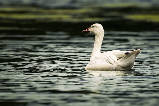 A white goose (Anser caerulescens) gliding across a tranquil pond