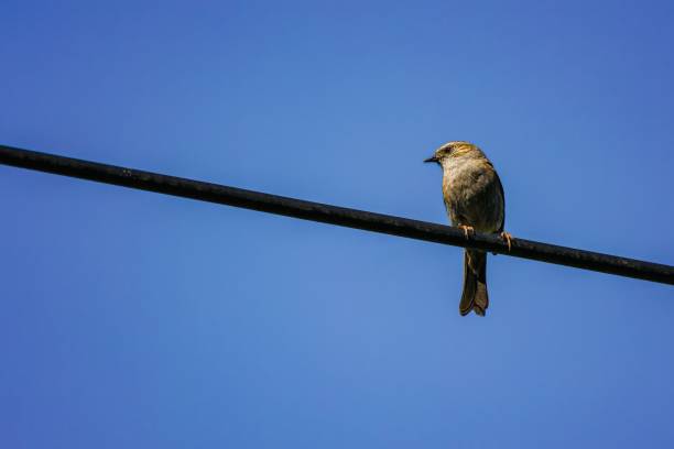 istock Sparrow perched on a set of power lines against a blue sky 1492808360