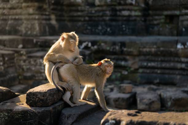 istock Curious monkeys perched atop a rock in Angkor Wat, Cambodia 1492808551