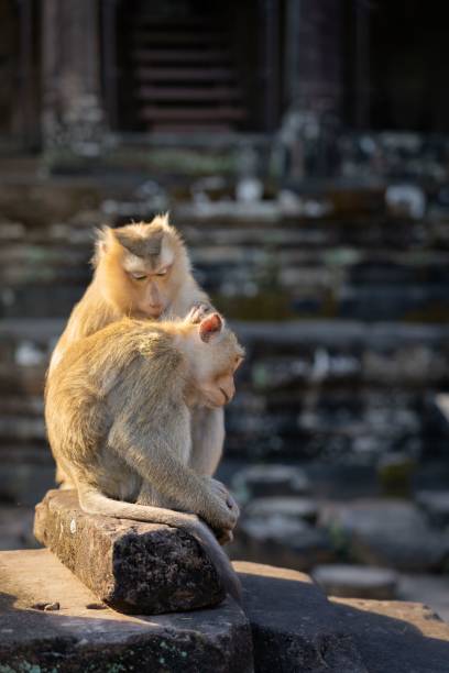 istock Curious monkeys perched atop a rock in Angkor Wat, Cambodia 1492808559