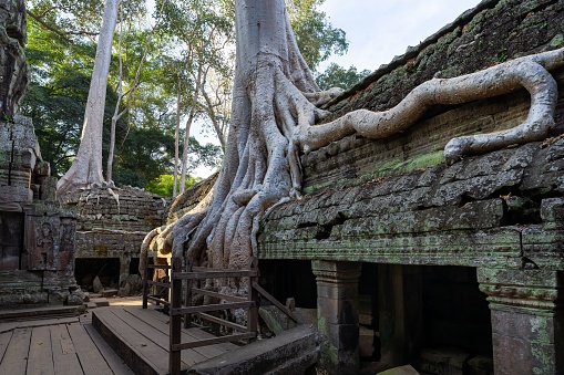 A view of the ancient entrance to the Ta Prohm temple covered in tree roots in Angkor Wat, Cambodia