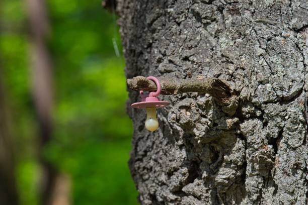 istock Small pink pacifier hanging on the tree branch in the park 1492808625