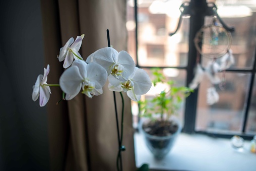 Selective focus image of white orchid flowers blooming oin a windowsil in an urban landscape tall buildings visible out the window. No people, with copy space.
