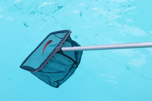 istock Pool Skimmer cleaning a dirty swimming pool 1492809366