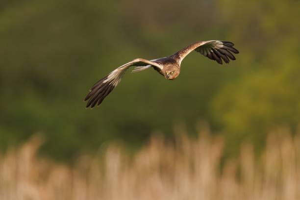 istock Close up of a Marsh Harrier soaring across a wide open landscape. 1492809384